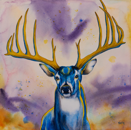 Blue and Gold White Tail Buck