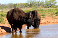 Bison at Caprock Canyons State Park