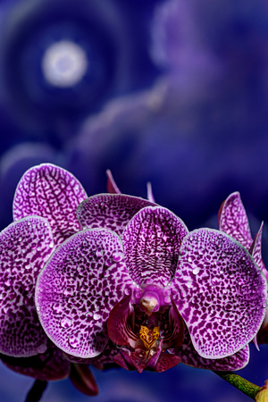 ORCHID DREAM VERTICLE