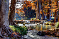 AUTUMN GUADALUPE RIVER CYPRESS
