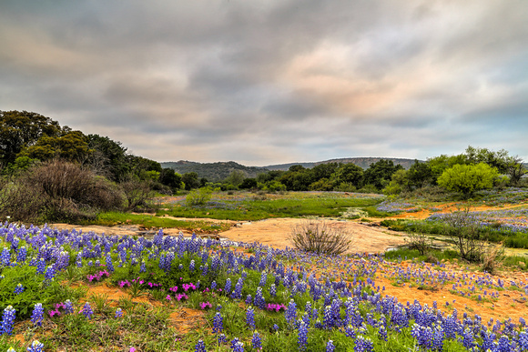 WINTERS | Wildflowers Texas Hill Country 2015 | Wildflowers Willow City (4)