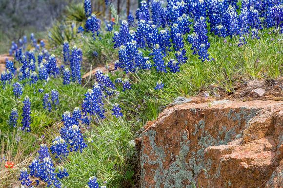 Wildflowers Texas Hill Country (15)