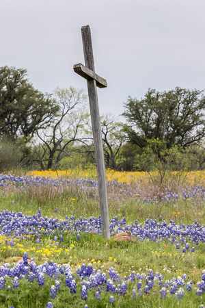 Wildflowers Texas Hill Country (28)