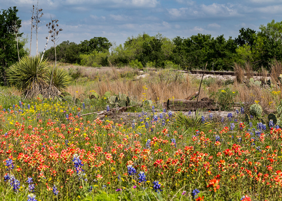 Wildflowers Texas Hill Country (32)