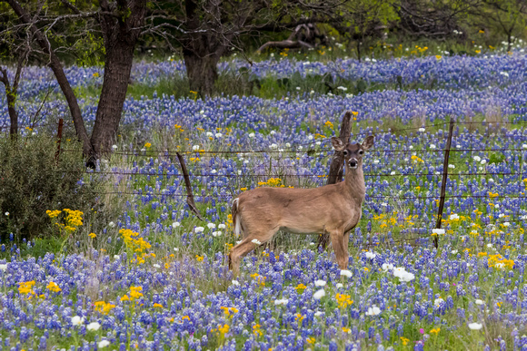 Wildflowers Texas Hill Country (39)