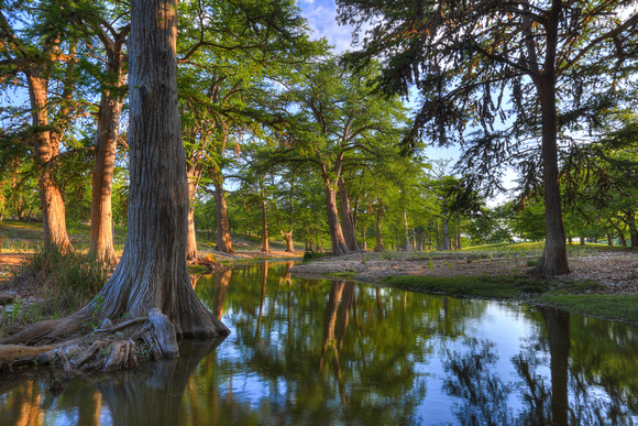 Cypress Afternoon