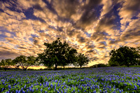 Texas Wild Flowers-April 2016