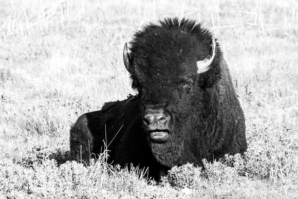 Bison at Caprock (1)