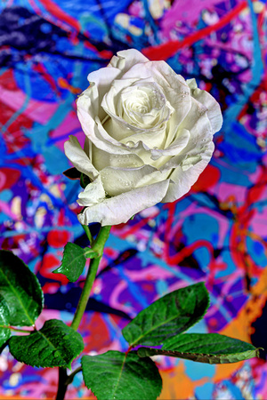 WHITE ROSE OVER ABSTRACT