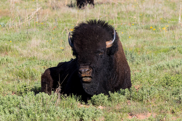 Bison at Caprock (2)