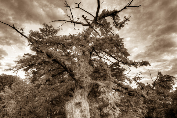 old cypress sepia