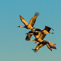 BOSQUE DEL APACHE, NM. Jan 2016