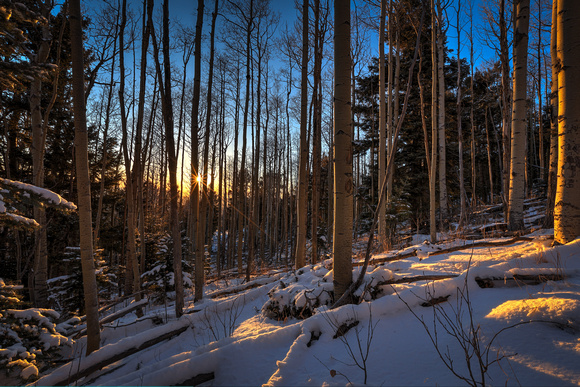 Winter aspen light Santa Fe (10)