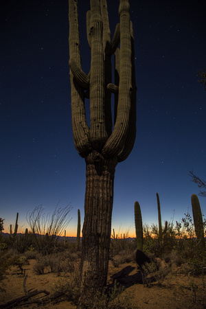 A typical day in AZ! At Saguaro National Park (21)