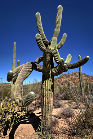 A typical day in AZ! At Saguaro National Park (1)