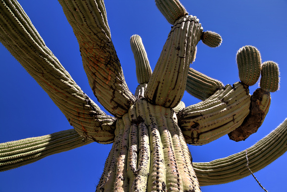 A typical day in AZ! At Saguaro National Park (3)