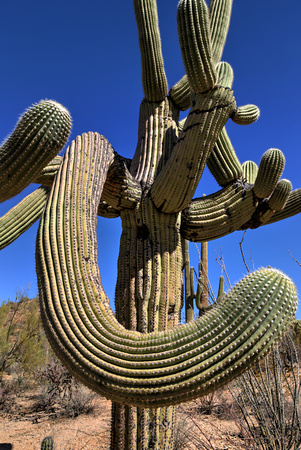 A typical day in AZ! At Saguaro National Park (2)