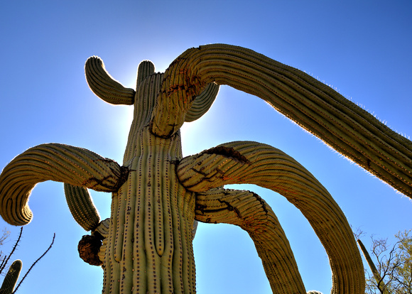 A typical day in AZ! At Saguaro National Park (4)