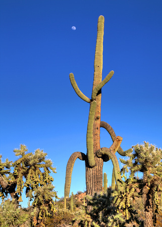 A typical day in AZ! At Saguaro National Park (5)