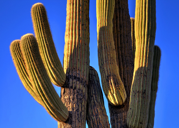 A typical day in AZ! At Saguaro National Park (6)