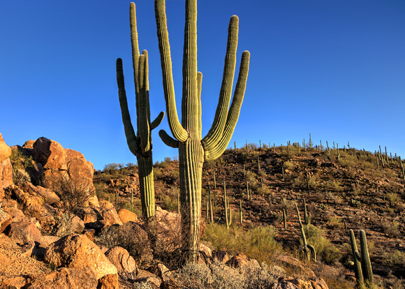 A typical day in AZ! At Saguaro National Park (8)