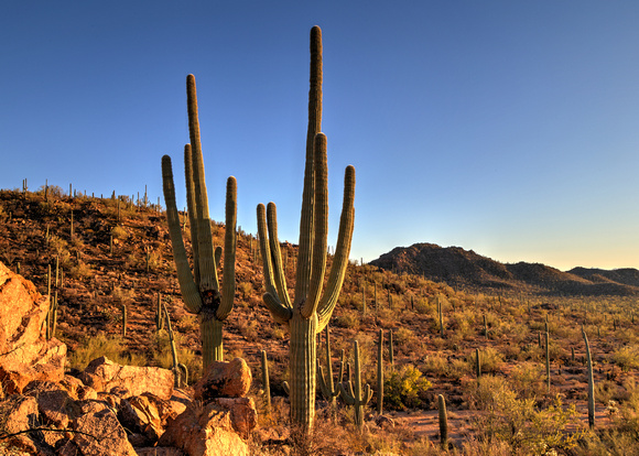 A typical day in AZ! At Saguaro National Park (9)