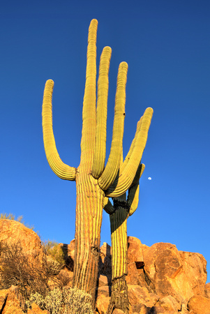 A typical day in AZ! At Saguaro National Park (10)