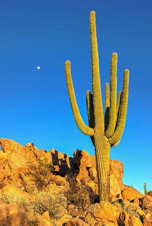 A typical day in AZ! At Saguaro National Park (11)