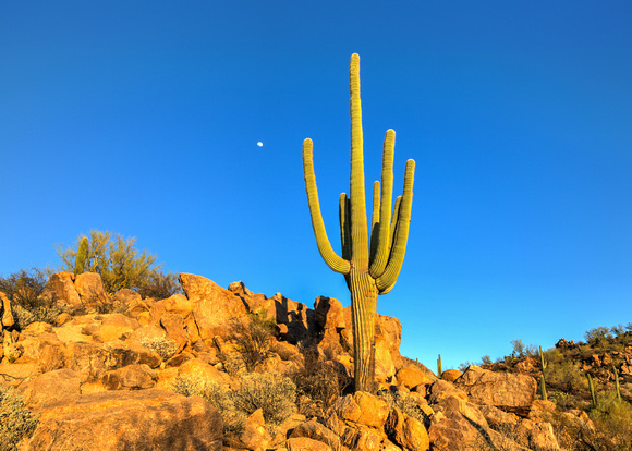 A typical day in AZ! At Saguaro National Park (12)