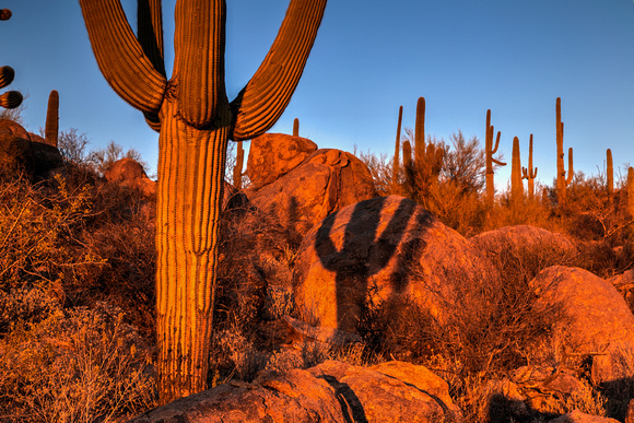 A typical day in AZ! At Saguaro National Park (14)