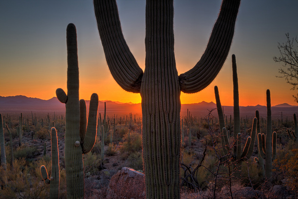 A typical day in AZ! At Saguaro National Park (16)