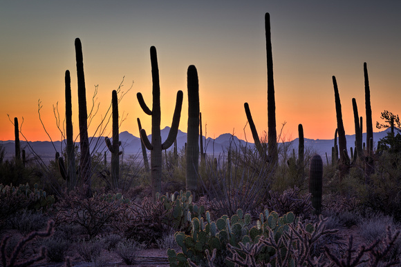 A typical day in AZ! At Saguaro National Park (39)