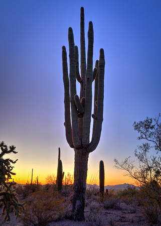 A typical day in AZ! At Saguaro National Park (19)