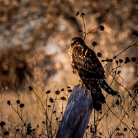 Bosque del Apache Dec. 2016