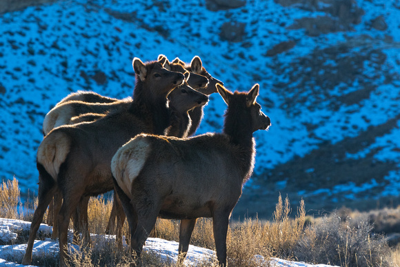 YOUNG ELK AS SUN SETS (2)
