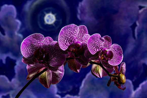 ORCHID DREAM
