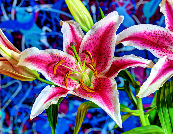 LILLY OVER BLUE