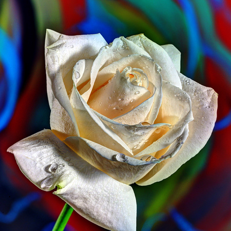 WHITE ROSE WITH ABSTRACT