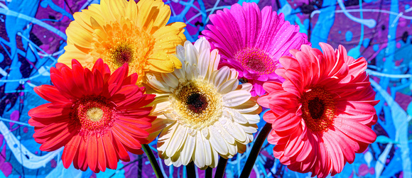 FAMILY OF GERBER DAISIES OVER BLUE WIDE
