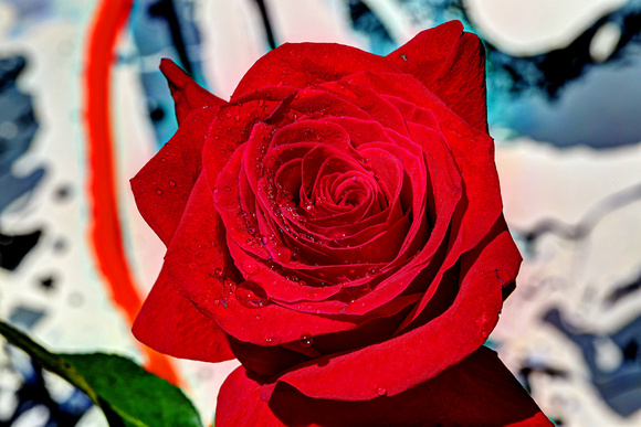 RED ROSE OVER ABSTRACT